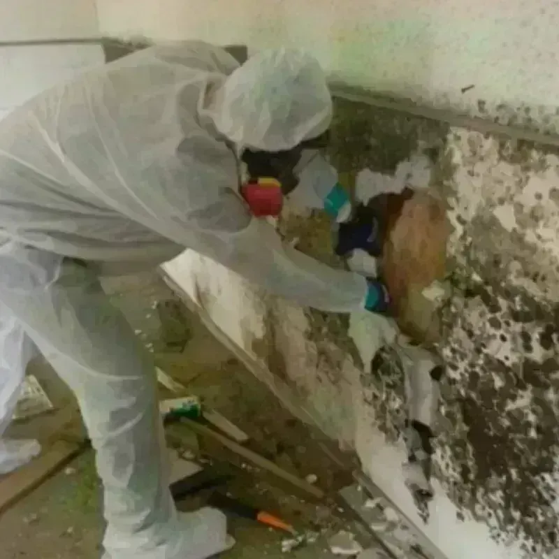 Mold Remediation and Removal in Murfreesboro, TN